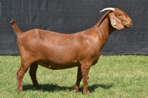 1X KALAHARI RED FLOCK DOE KARSTEN BOER GOAT STUD