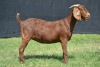 1X KALAHARI RED FLOCK DOE KARSTEN BOER GOAT STUD