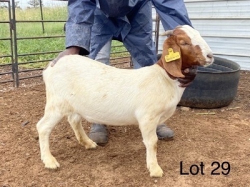 LOT 29&nbsp; -&nbsp; 3X (F) BOK W.A.S. SNYDERS/R.RIEKERT (PER STUK OM LOT TE NEEM/PER PIECE TO TAKE THE LOT)