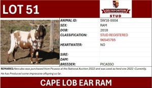 1X CAPE LOB EAR STUD REGISTERED RAM