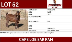 1X CAPE LOB EAR COMMERCIAL RAM