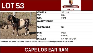 1X CAPE LOB EAR COMMERCIAL RAM