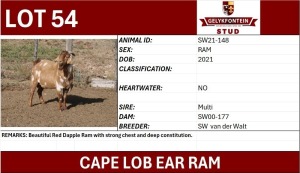 1X CAPE LOB EAR GRADED RAM