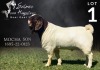 WITHDRAWN - 1X BOER GOAT BUCK SALMON VAN HUYSSTEEN BOER GOAT STUD