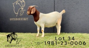 1X BOER GOAT PREGNANT STUD 48-319 DOE F2 BOERBOKSTOET