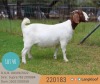 1X BOER GOAT PREGNANT FLOCK 48-500 DOE LANGKLOOF BOERBOKSTOET