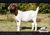 1X BOER GOAT PREGNANT FLOCK 48-494 DOE AUCAMP BOERBOKSTOET