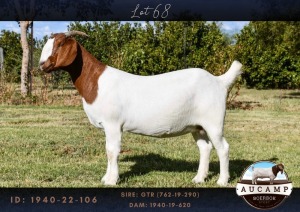 1X BOER GOAT PREGNANT FLOCK 48-495 DOE AUCAMP BOERBOKSTOET