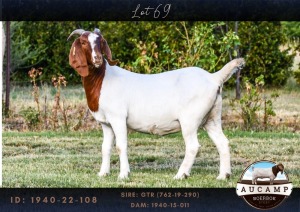 WITHDRAWN - 1X BOER GOAT DOE AUCAMP BOERBOKSTOET