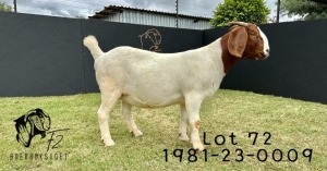 1X BOER GOAT PREGNANT FLOCK 48-496 ON TEATS DOE F2 BOERBOKSTOET