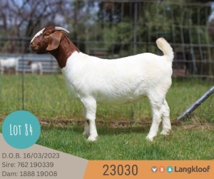 1X BOER GOAT STUD 48-321 DOE LANGKLOOF BOERBOKSTOET