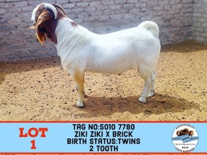 1X BOER GOAT BUCK TOY KATJIOVA QUALITY GOAT BREEDERS