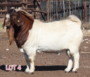 1X BOER GOAT BUCK LAMBERT VORSTER