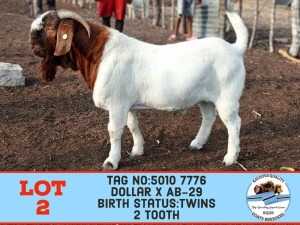 1X BOER GOAT BUCK TOY KATJIOVA QUALITY GOAT BREEDERS