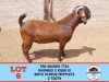 1X KALAHARI RED BUCK TOY KATJIOVA QUALITY GOAT BREEDERS