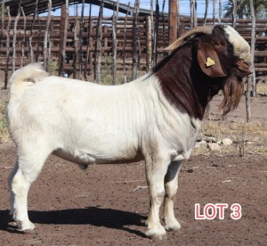 1X BOER GOAT BUCK LAMBERT VORSTER