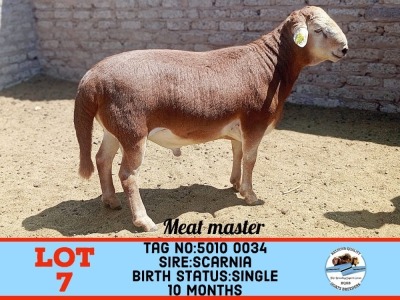 1X MEATMASTER RAM TOY KATJIOVA QUALITY GOAT BREEDERS