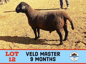 1X VELDMASTER RAM TOY KATJIOVA QUALITY GOAT BREEDERS