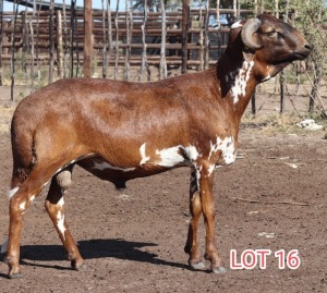 1X DAMARA RAM LEON