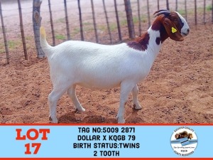 1X BOER GOAT DOE TOY KATJIOVA QUALITY GOAT BREEDERS