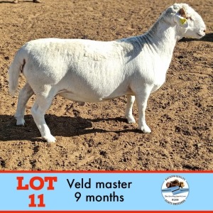 1X VELDMASTER RAM TOY KATJIOVA QUALITY GOAT BREEDERS