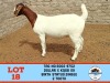 1X BOER GOAT DOE TOY KATJIOVA QUALITY GOAT BREEDERS