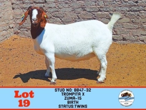 1X BOER GOAT DOE BB47-32 TOY KATJIOVA QUALITY GOAT BREEDERS