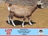 1X TOGGENBURG DOE TOY KATJIOVA QUALITY GOAT BREEDERS