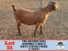 1X KALAHARI RED DOE TOY KATJIOVA QUALITY GOAT BREEDERS