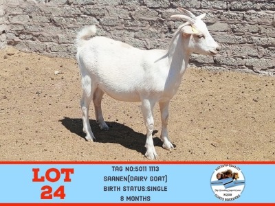 1X SAANEN DOE TOY KATJIOVA QUALITY GOAT BREEDERS