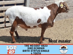 1X MEATMASTER RAM TOY KATJIOVA QUALITY GOAT BREEDERS