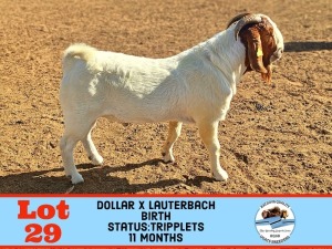 1X BOER GOAT BUCK TOY KATJIOVA QUALITY GOAT BREEDERS