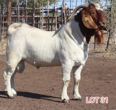 1X BOER GOAT BUCK LAMBERT VORSTER