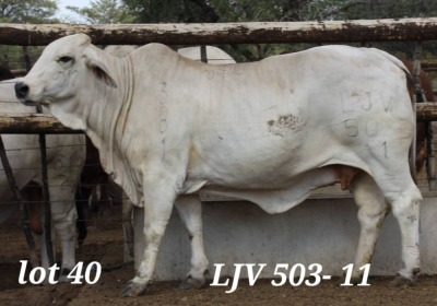 1X WHITE BRAHMAN PREGNANT COW LJV 503/11 MAHATA STUD