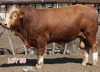 1X SIMMENTAL BULL DONATION LOT