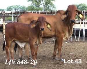 1+1X RED BRAHMAN COW &CALF LJV 848/20 MAHATA STUD