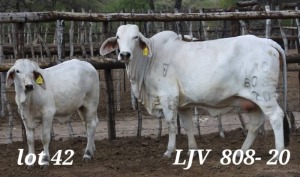 1+1X WHITE BRAHMAN COW &CALF YAC 808/20 MAHATA STUD