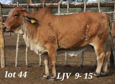 1X RED BRAHMAN PREGNANT COW LJV 19/15 MAHATA STUD