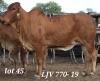 1X RED BRAHMAN COW LJV 770/19 MAHATA STUD