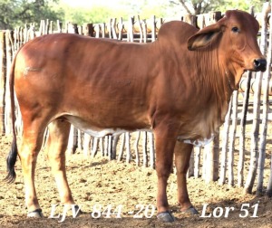 1X RED BRAHMAN PREGNANT COW LJV 844-20 MAHATA STUD