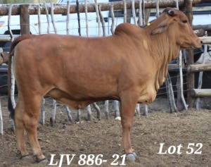 1X RED BRAHMAN COW LJV 886/21 MAHATA STUD