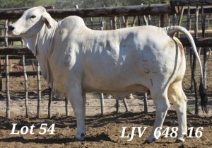 1X WHITE BRAHMAN PREGNANT COW LJV 836/21 MAHATA STUD