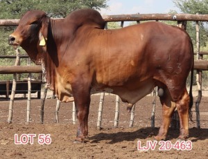 1X RED BRAHMAN BULL LJV 463/20 MAHATA STUD