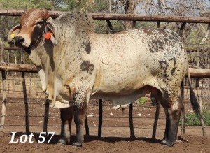 1X RED BRAHMAN BULL 1958-1216 MAHATA STUD