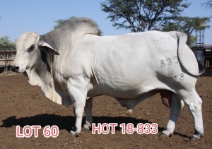 1X WHITE BRAHMAN BULL HOT 18-833 MAHATA STUD