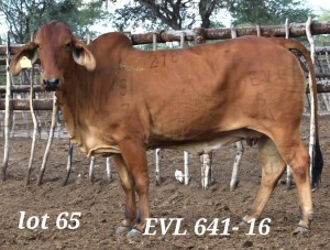 1X RED BRAHMAN COW EVL 641/16 MAHATA STUD