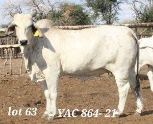 1X WHITE BRAHMAN PREGNANT COW YAC 864/21 MAHATA STUD