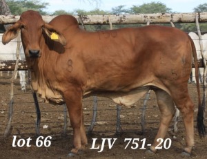 1X RED BRAHMAN COW LJV 751/20 MAHATA STUD