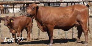 3 IN 1 X DROUGHT MASTER COW &CALF DM