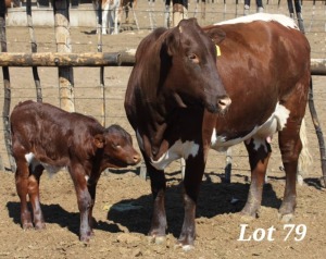 1+1X PINZGANER COW &CALF MAHATA STUD